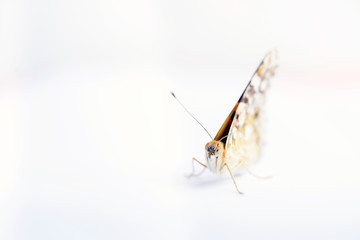 Colorful butterfly isolated on a white background. copy spaces.