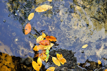   Bright colorful abstract background of mangrove leaves on the sandy shore of the Peace River in Punta Gorda Florida  