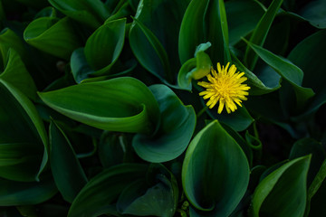 Obraz premium Yellow dandelion in the green grass. Side view. Copy space. There is a place for text. The concept of summer. Loneliness.
