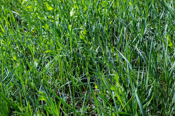 Green grass in the garden, there is a place for text.