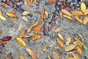   Bright colorful abstract background of mangrove leaves on the sandy shore of the Peace River in Punta Gorda Florida  