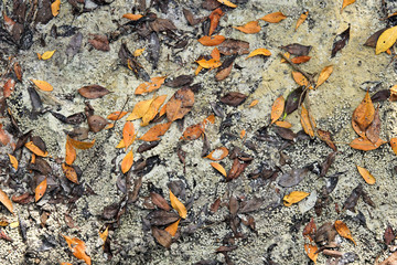   Bright colorful abstract background of mangrove leaves on the sandy shore of the Peace River in Punta Gorda Florida  