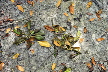   Bright colorful abstract background of mangrove leaves on the sandy shore of the Peace River in Punta Gorda Florida  