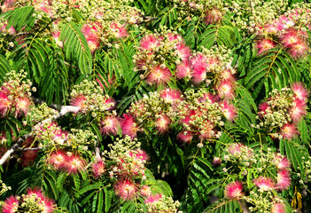 Branch of a silk tree in bloom