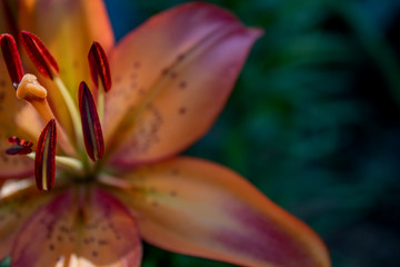 Orange lily, closeup in the garden. Copy space. The concept of summer garden