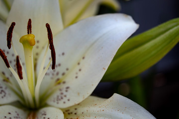 White lily, close-up in the garden. Copy space. The concept of summer garden
