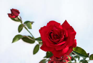 Red rose with green leaves isolated on white background. There is a place for text. Copy space. Close-up.