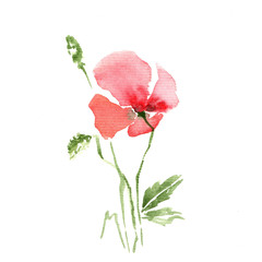 Fototapeta premium Red Poppy flower isolated on white background. Watercolor painting,decorative and stylish.