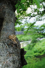 新緑のケヤキの樹にとまるカタツムリ