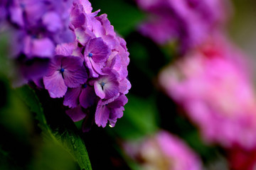 紫陽花