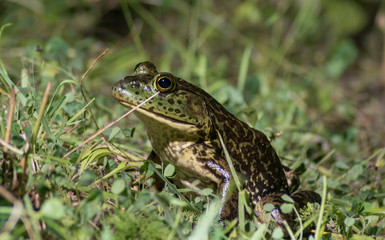 American Bullfrog (Lithobates catesbeianus) resting on bullfrog, catesbeiana, close-up, detail, eyes, fauna, frog, front, front view, green, horizontal, large, macro, nobody, north american, one, phot