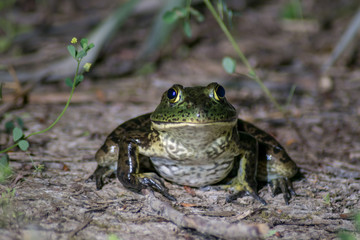 Ameramerican, american bullfrog, amphibia, amphibian, big, bullfrog, catesbeiana, close-up, detail, eyes, fauna, fican Bullfrog (Lithobates catesbeianus) resting on the shore of a pond at night time. 