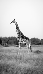 Giraffe