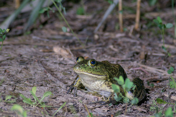 American Bullfrog (Lithobates catesbeianus) resting on the shore of a pond at night time. 