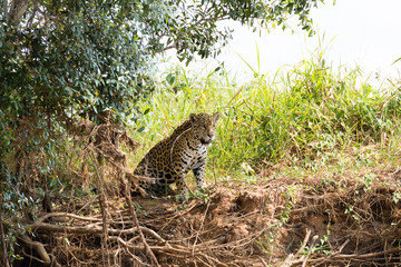 Jaguar from Pantanal, Brazil