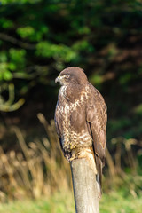 Side view portrait at a Buzzard on a wooden post