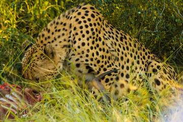 Cheetah