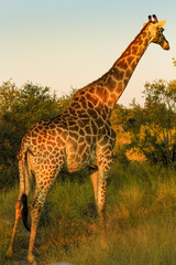 Giraffe