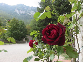 Flower Rosa
