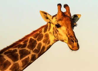 Giraffe