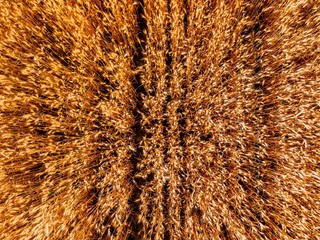Aerial view of yellow wheat agricultural crops field, top view