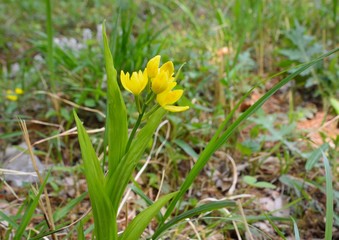キンランの黄色い花が咲く