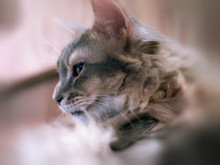 Cat face