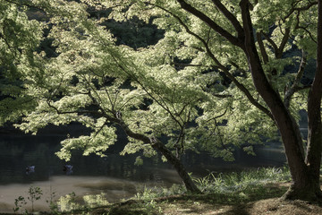 Trees in botanical garden of Kyoto