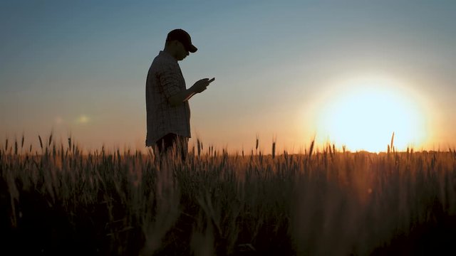 Young farmer working in a wheat field at sunset.