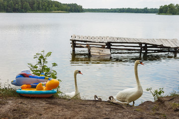The family of white swans near the lake shore