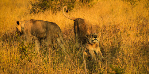 Lion