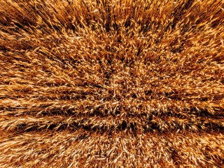 Aerial view of yellow wheat agricultural crops field, top view