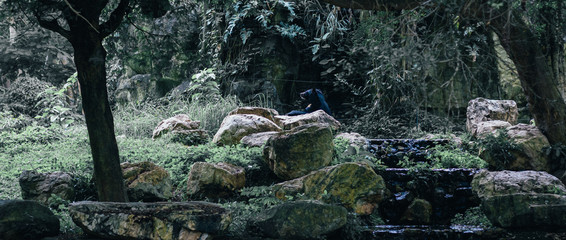 asian black bear on waterfall in forest