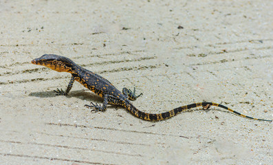 Baby water monitor at Phatthalung Thailand.
