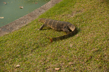 Asian Water Monitor who is in Bangkok's Lumpini Park