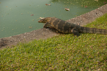 Asian Water Monitor who is in Bangkok's Lumpini Park