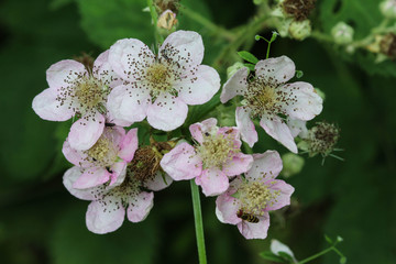 Blackberry flower, Rubus fruticosus, blooming in spring