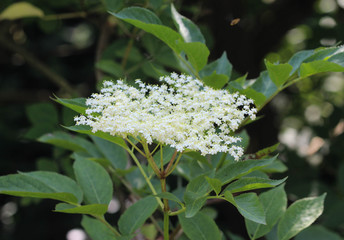 Sambucus flower bush, also known as elder, elderberry, black elder, European elder, European...