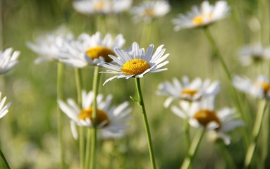field of daisies