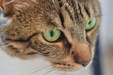 Green eyes cat european race