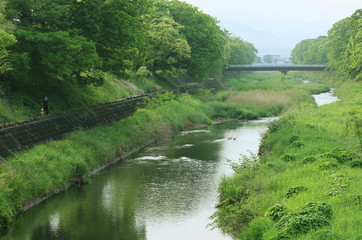 Fototapeta premium 新緑美しい 早朝の川と犬の散歩をする人の後ろ姿