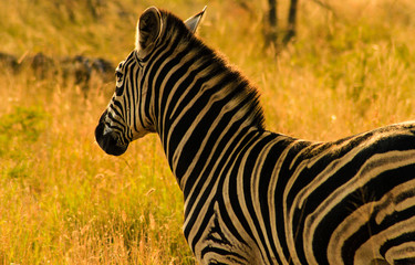 Zebra