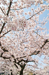 Rokusonno-jinja Shrine is a Shinto shrine located in Kyoto,Japan.
