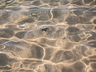 I met a sea turtle baby on a Hawaiian beach.