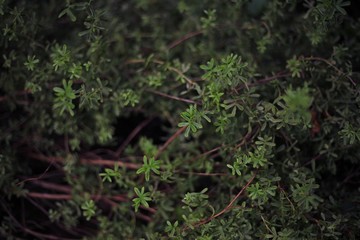 plant