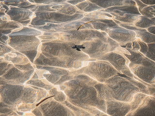 I met a sea turtle baby on a Hawaiian beach.