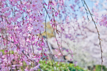 Rokusonno-jinja Shrine is a Shinto shrine located in Kyoto,Japan.
