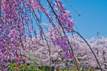 Rokusonno-jinja Shrine is a Shinto shrine located in Kyoto,Japan.