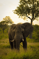 Obraz premium Elephant