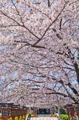 Rokusonno-jinja Shrine is a Shinto shrine located in Kyoto,Japan.
